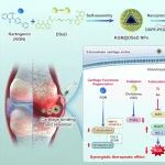 ACS Nano：二硒键连接的自组装纳米前药用于增强骨关节炎治疗