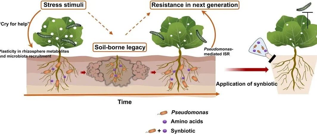 文献分享 | 通过表征宿主植物根际微生物群和代谢物设计有效合生元以抵御地上食草昆虫侵害