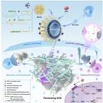 四川大学解慧琪/沈彬最新Science子刊