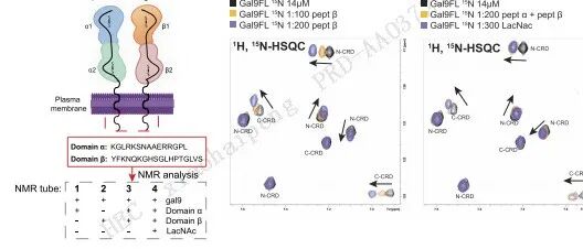 荷兰癌症研究所发现galectin-9/HLA-DR互作调控免疫突触和T细胞激活