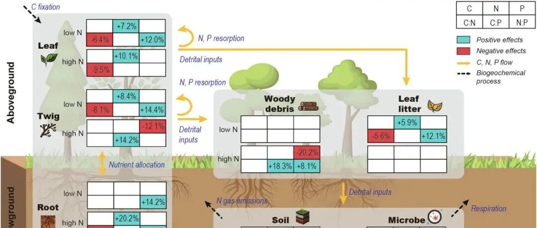 CNP化学计量比丨GLOBAL CHANGE BIOL：13年氮输入对热带至寒温带森林植物-土壤-微生物连续体中化学计量的影响