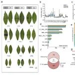 Nature Commun | 安徽农业大学韦朝领教授团队基于茶树泛基因组研究揭秘结构变异驱动风味与抗病性驯化机制