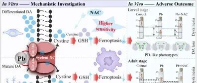 【文献精选】河北大学生命科学学院 康乐团队 ES&T副封面|铅暴露通过“铁死亡”杀伤多巴胺能神经元，助推帕金森病发生！