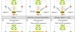 New Phytologist | 冯继广研究员和朱彪教授发文揭示全球变化对根际激发效应的影响与机制
