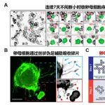 EMBO Rep | 卵母细胞发育的“黑暗森林”：中国农业大学张华团队揭示哺乳动物卵母细胞竞争-吞噬构建卵巢储备的独特细胞策略