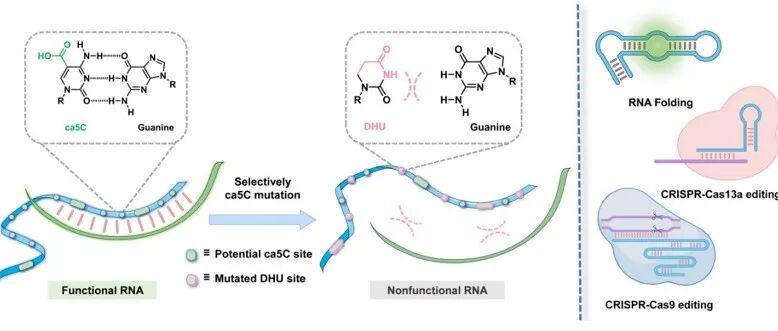 Nucleic Acids Res. |策略性碱基修饰可灵活调控RNA功能并降低CRISPR-Cas9脱靶效应