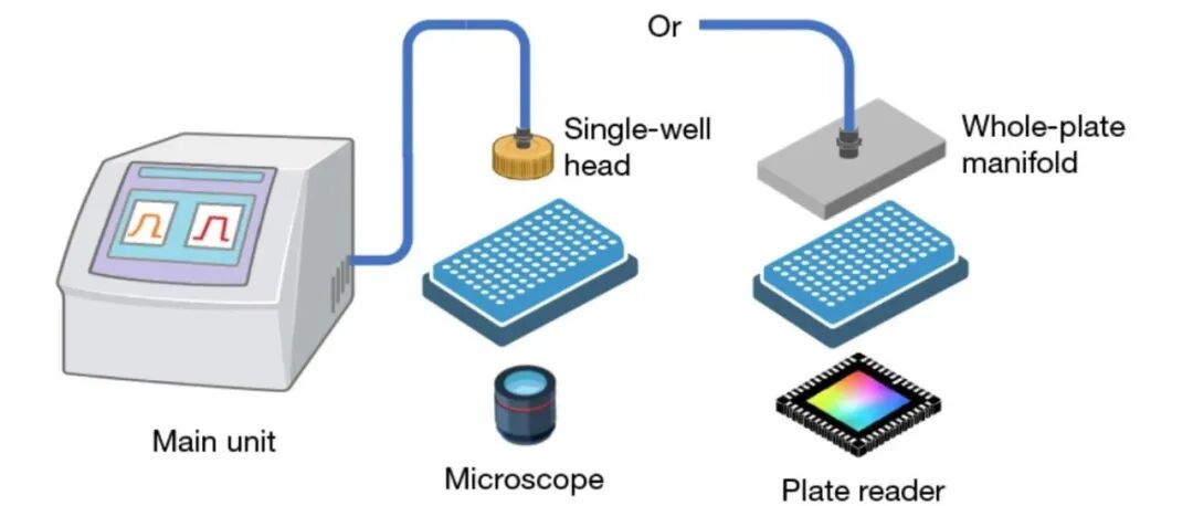 文献速递 | NINJ1蛋白调控细胞膜在机械力下的脆弱性