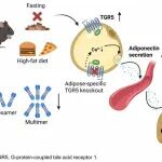 Diabetes | 四川大学华西医院何金汗教授团队揭示G蛋白偶联胆汁酸受体TGR5在维持肝脏脂质代谢中的关键作用