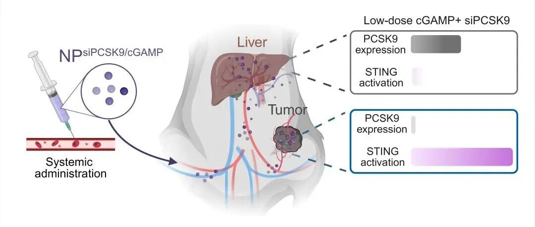 Nat Commun | 清华大学蒯锐/张从刚报道沉默PCSK9增强天然免疫激活的分子机制及重塑机体STING时空激活特征的方法