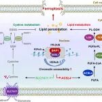 Cell Death Differ | 同济大学史偈君/张义磊团队联合发现表观遗传调控脂质代谢与铁死亡的新机制
