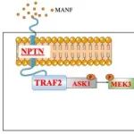 PNAS | 四川大学华西医院何金汗教授团队揭示跨膜蛋白Neuroplastin-55在维持机体代谢稳态中的关键作用