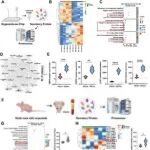 Adv Sci | 上海中医药大学葛广波等开发新型血管化人肝类器官，用于模拟酒精性肝损伤及开发保肝治疗策略