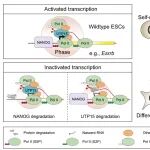 Nat Communi | 鲍习琛/吴光明/张文胜发现UTP15通过调节新生转录物来维持多能性