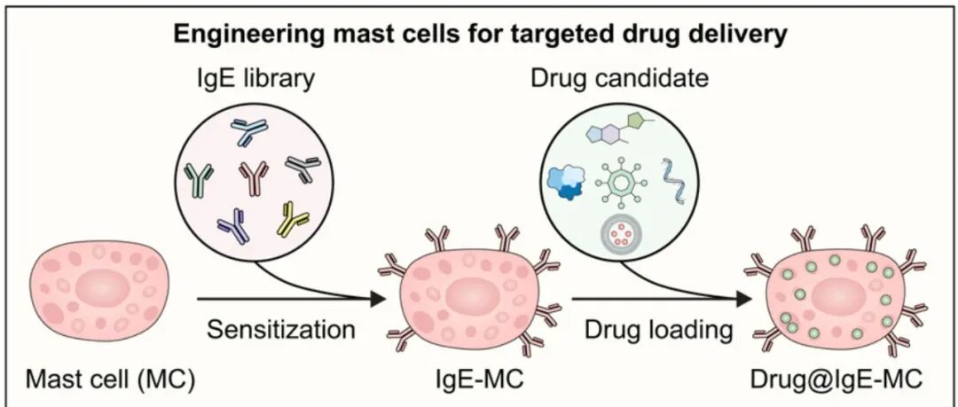 让癌细胞“过敏”！浙江大学顾臻团队巧用“肥大细胞”治肿瘤