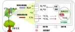 Plant,Cell & Environment|植物所植被结构与功能研究团队揭示跨森林生态系统叶片元素组与水分利用效率关联机制