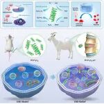 新医大一附院盛伟斌教授、武汉协和医院马良教授 JCR：集成工程化微藻与类髓核水凝胶的多功能治疗体系 - 促进椎间盘退变修复