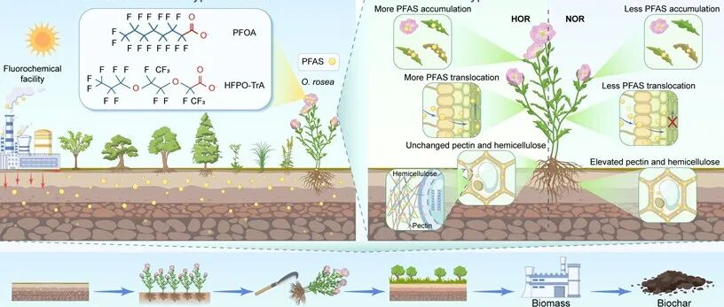 西湖大学张岩岩、王蕾团队Nat. Commun.：植物修复实现PFAS污染土壤的可持续治理