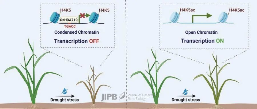 JIPB | 热点评论：根际微生物SRB释放硫化氢增强水稻抗旱能力的表观遗传机制