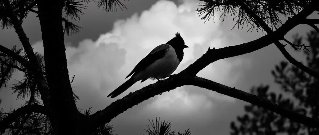 Science政策文章&#160;|&#160;推进基于科学证据的野生动物犯罪处罚体系