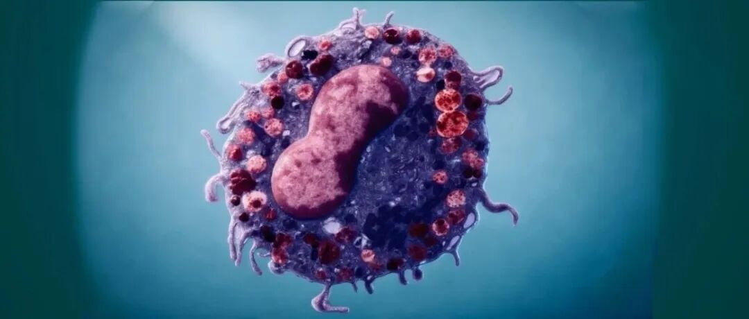 浙大顾臻教授团队 Cell: 开发靶向递药新技术 - 工程化肥大细胞