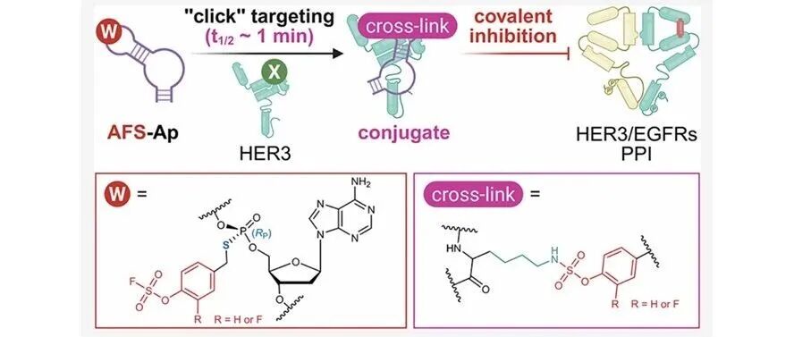 文献分享| J. Am. Chem. Soc.：芳基氟磺酸酯修饰的适配体对蛋白具有快速且特异的共价靶向能力