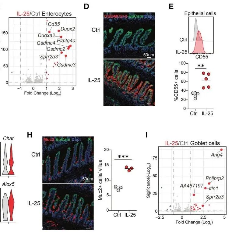 Cell | IL-25诱导的记忆2型固有淋巴细胞强化黏膜免疫