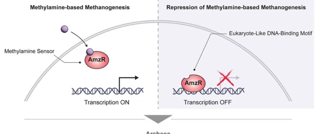 Cell｜一种古细菌的转录因子架起原核与真核调控范式的桥梁