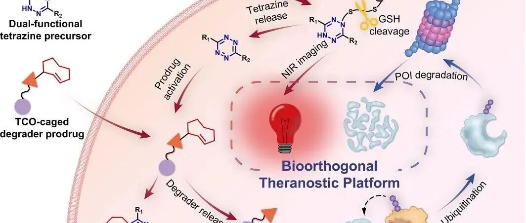 J. Am. Chem. Soc. | 一种基于生物正交化学的肿瘤细胞成像和靶向蛋白质降解的级联激活技术