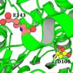 Biomacromolecules | 结构优化提升人工金属酶全细胞催化剂性能