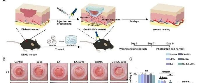 天津医科大学《Cell Proliferation》：GelMA水凝胶包裹EA-sEVs加速糖尿病伤口愈合