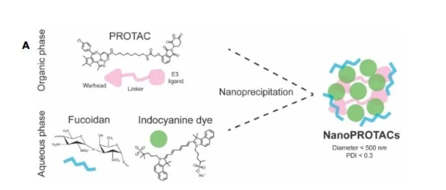 Sci. Adv. | 基于结构描述符可广泛预测肿瘤微环境靶向PROTAC纳米颗粒自组装