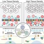 Cell | 细胞怎么“听见”挤压？——膜电位决定生长停不停并调控Hippo通路的关键作用