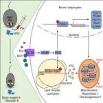 香港大学鄒國昌/张凤伟合作最新Cell子刊
