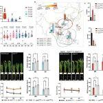 南京农业大学副教授一作兼通作在国际顶级期刊（IF=15.6）发表研究成果，发现氮肥调控水稻抽穗期的双基因“跷跷板”模块
