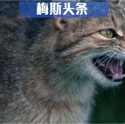 情绪稳定，是对抗喧嚣世界的盾牌！最新研究：愤怒会激活两大压力系统，损伤血管内皮，增加心血管疾病风险；但这些方法能给心脏“松绑”