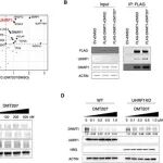 Adv  Sci |  复旦大学蓝贤江等合作发现一种新型DNMT1抑制剂的发现及其在β-地中海贫血治疗中增强的疗效