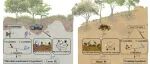 Functional Ecology | 岩性通过资源限制和细菌群落结构调控土壤激发效应