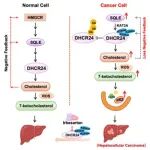 Cell子刊 | 哈尔滨医科大学刘大斌等发现促进肝细胞癌发生的调控新机制