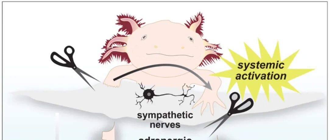 Cell | 挑战主流观点！一处受损，全身皆兵：交感神经“全身调度”，肾上腺素信号加速肢体再生