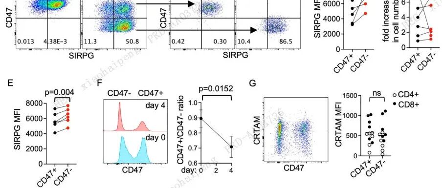 哈佛医学院发现SIRPG以CD47非依赖方式诱导T细胞增殖