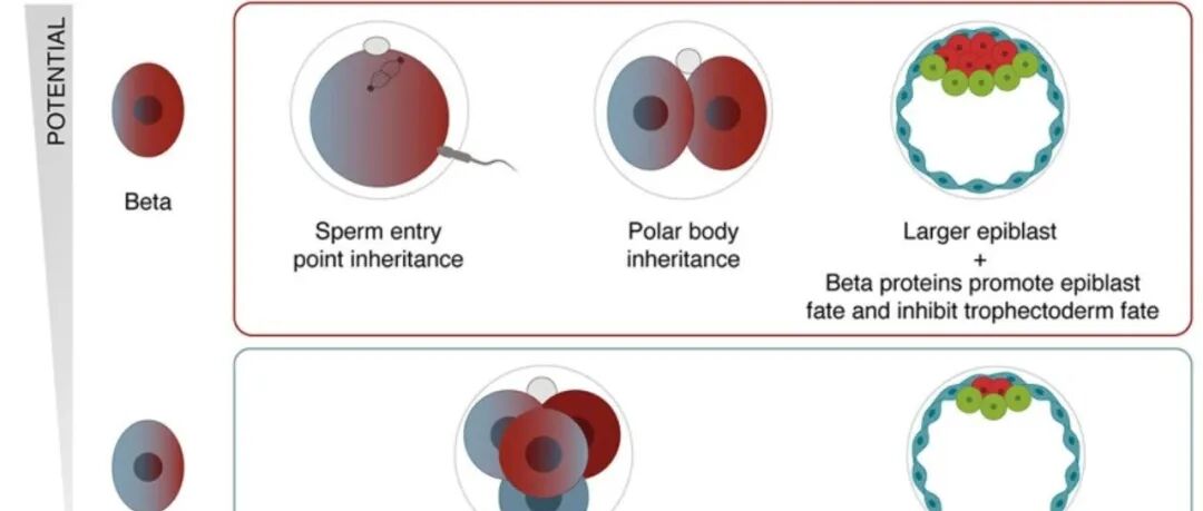 Cell | 改写教科书！ 命运的“第一刀”：受精瞬间，生命的对称性就已破碎