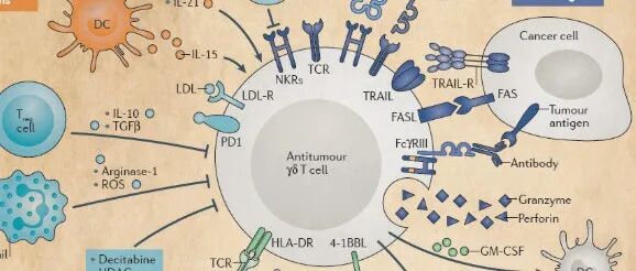 打破校史！北大博士连发Nature，一举打破多项世界记录，在免疫学领域一战封神！