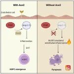 PNAS | 山东大学刘峰教授团队发现ACE2保护造血干细胞新机制