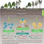 成都生物所庞学勇团队《Global Change Biology》最新研究成果！在微型土壤动物调控碳汇形成机制方面取得重要进展