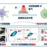深圳先进院郑海荣、盛宗海/哈佛医学院陶伟/南医大李颖嘉Nat. Nanotechnol.：类囊体光学诊疗探针可视化重塑炎症微环境