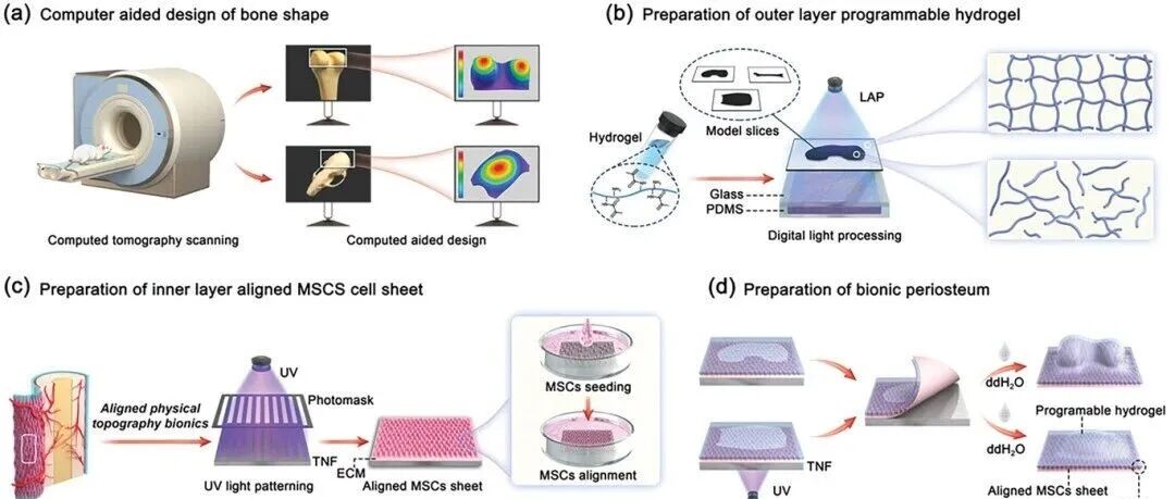 水凝胶染料辅助观察4D打印特殊结构及水凝胶体内降解情况