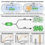Cell | 工程菌产量更高的秘诀！田晓军团队首次把相分离写进合成基因回路的「底层代码」