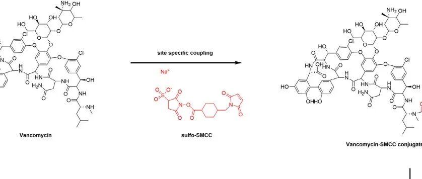 【Adv.Sci】Vm-MSI：一种万古霉素-抗菌肽偶联物，可对抗耐药细菌并拓宽抗菌谱
