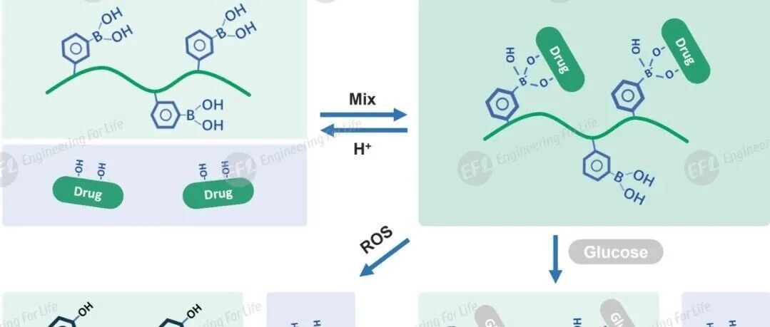 具ROS/pH/糖三重响应性：苯硼酸修饰透明质酸 (EFL-HA-PBA001)