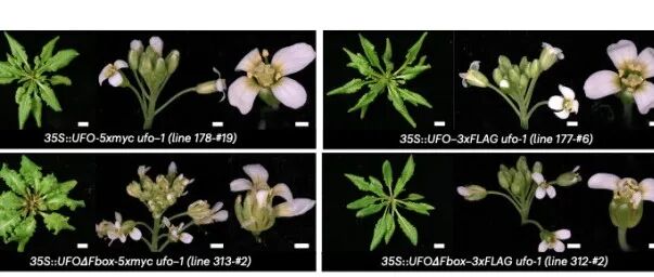 文献分享 | F-box 蛋白 UFO 通过将 LEAFY 重新导向至新的顺式作用元件从而调控花发育
